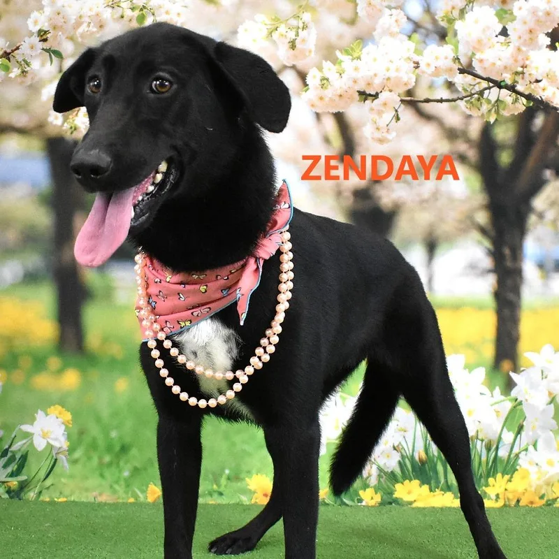 An adult medium-sized female Black Labrador Retriever dog named Zendaya for adoption in Yuma, AZ