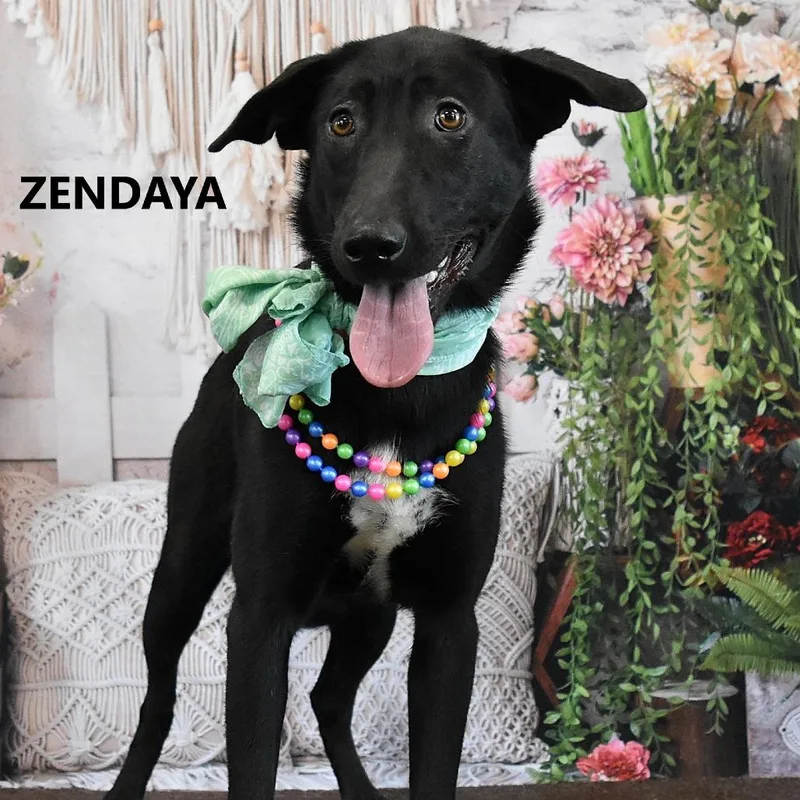 Zendaya thumbnail 2