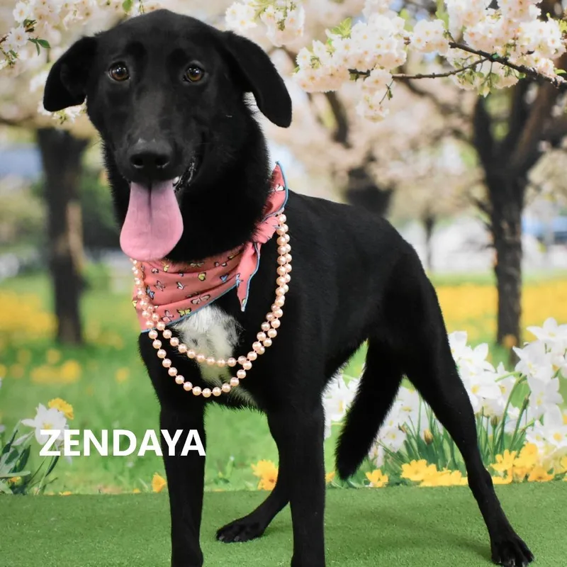 Zendaya thumbnail 3