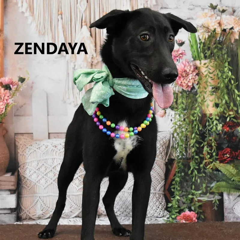 Zendaya thumbnail 4