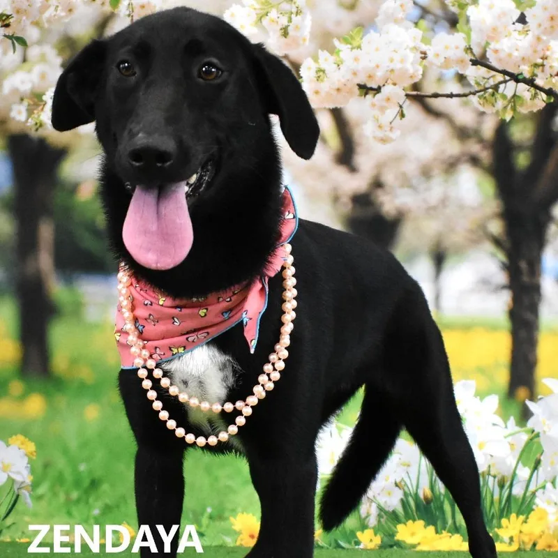 Zendaya thumbnail 5