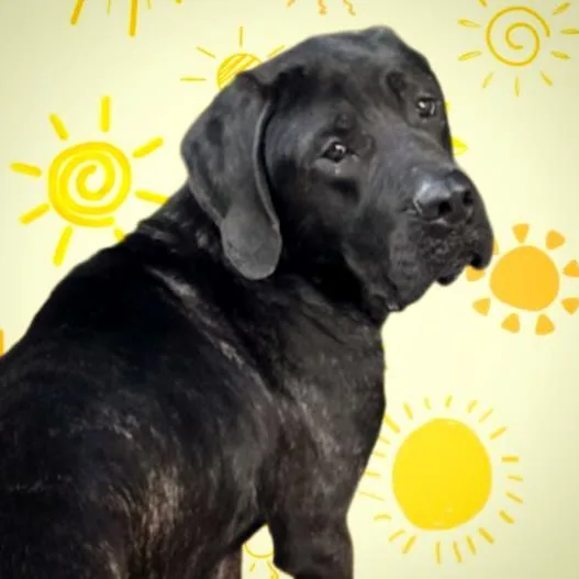 A young extra large-sized male Mastiff dog named Panzi for adoption in Tulsa, OK