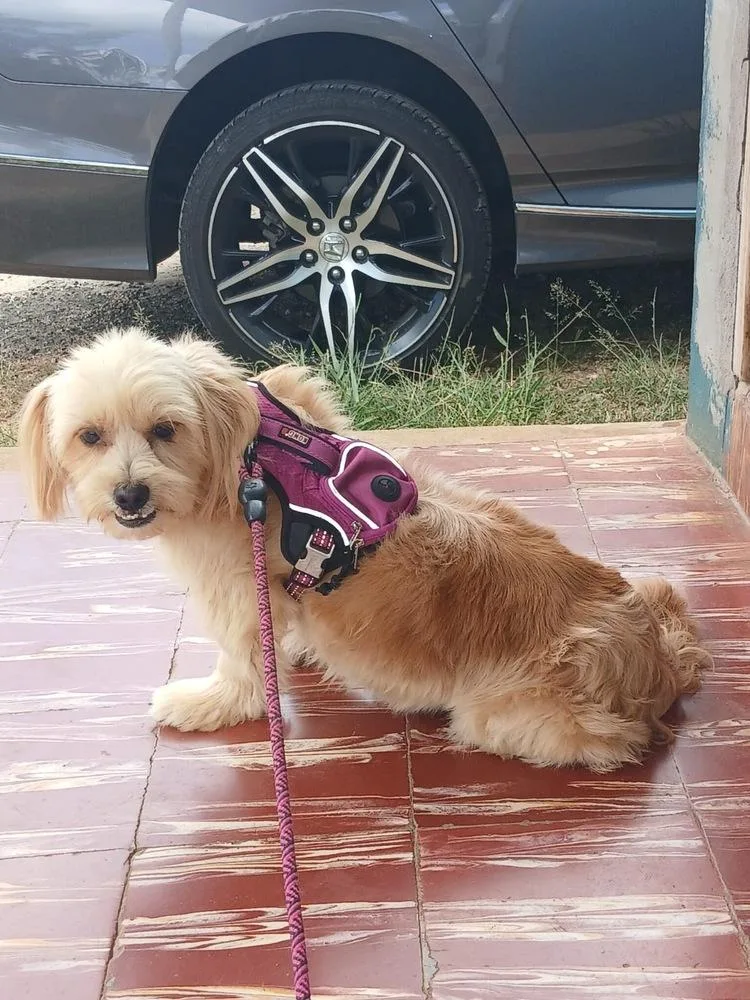 An adult small-sized female Shih Tzu dog named Misty for adoption in St. Petersburg, FL
