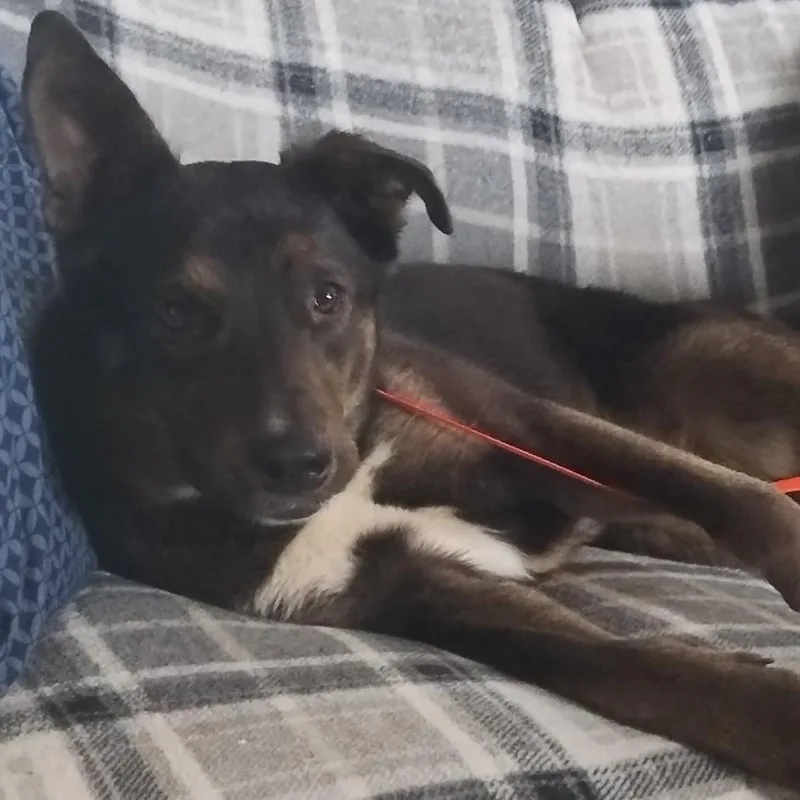 A young medium-sized female Black Shepherd dog named Ella for adoption in Tulsa, OK