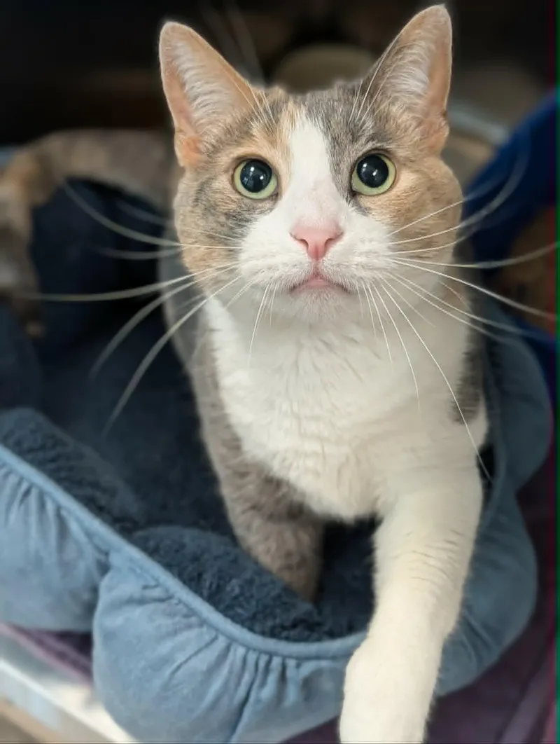 An adult medium-sized female Dilute Calico Domestic Short Hair cat named Chi Chi for adoption in Chambersburg, PA