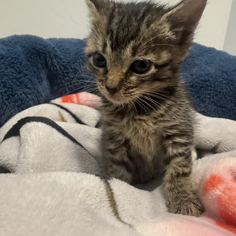A baby small-sized female Tabby (Brown / Chocolate) Tabby cat named Kielbasa for adoption in Bayonne, NJ
