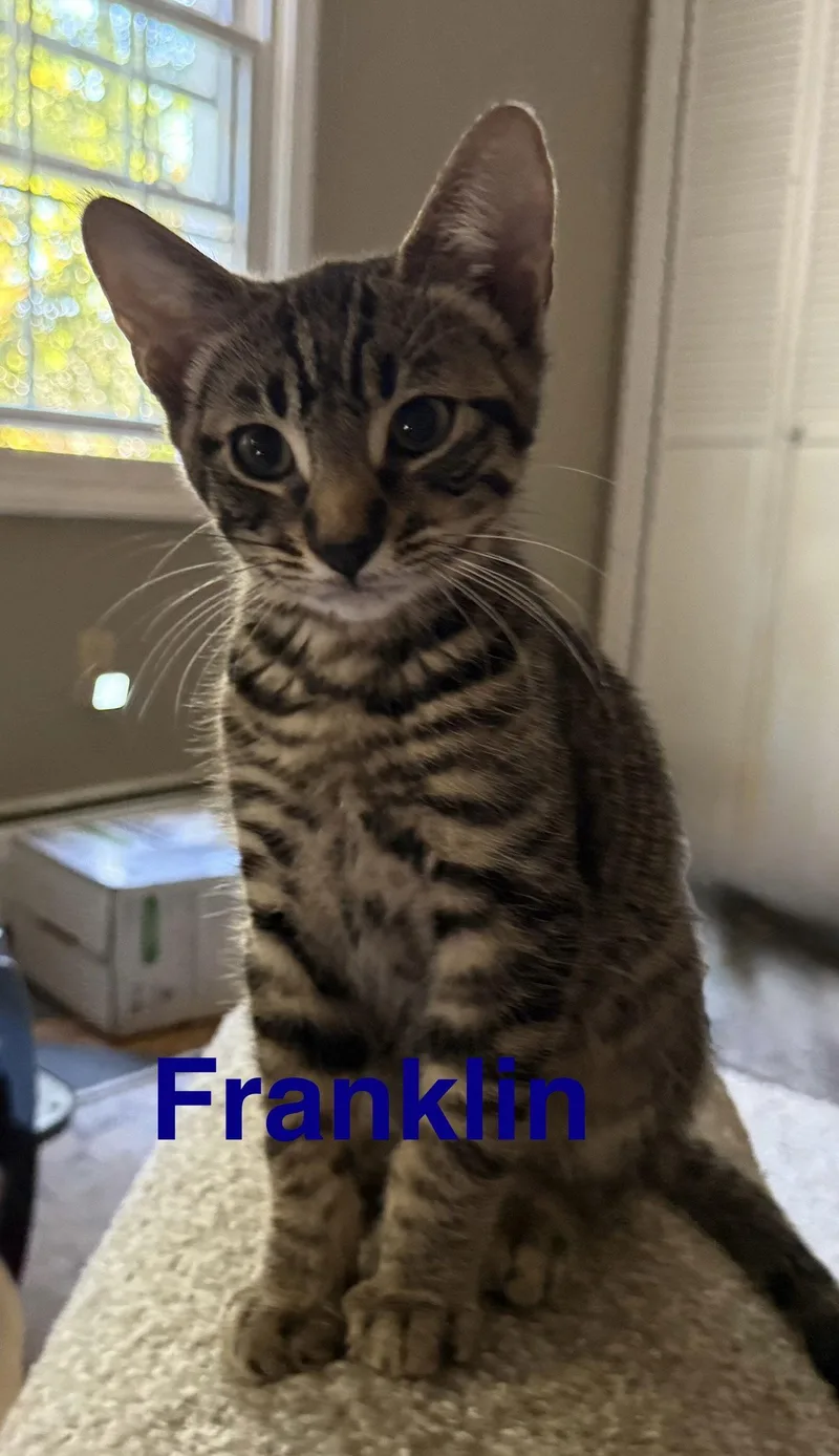 Franklin