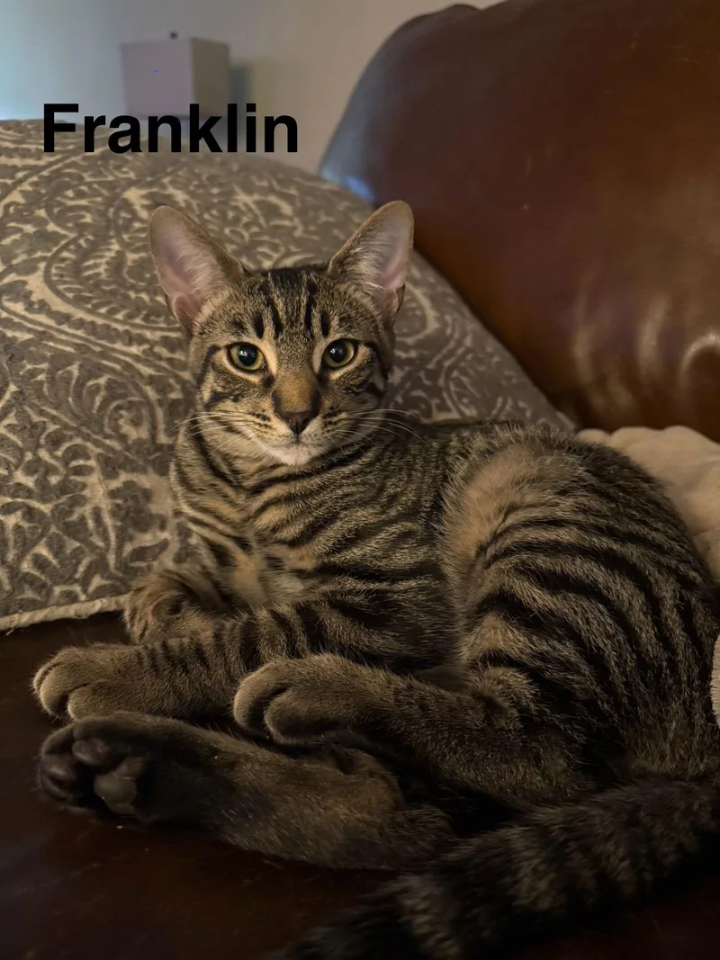 Franklin thumbnail 2