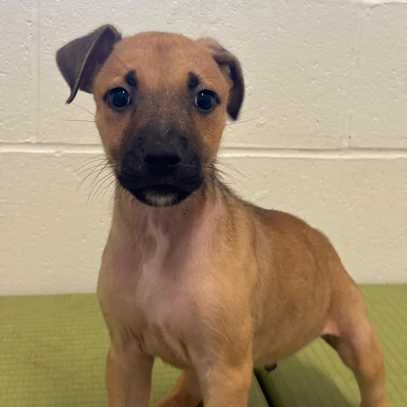 A young small-sized male Brown / Chocolate Labrador Retriever dog named Ardie for adoption in League City, TX