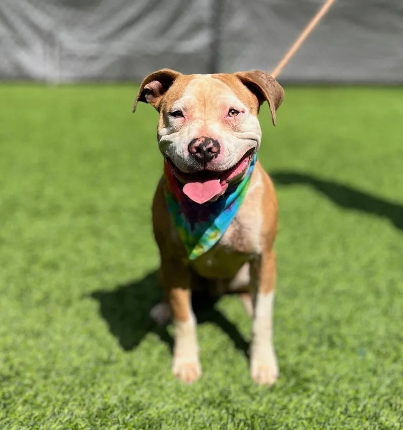 A young medium-sized male Mixed Breed dog named Rubble for adoption in Ellijay, GA