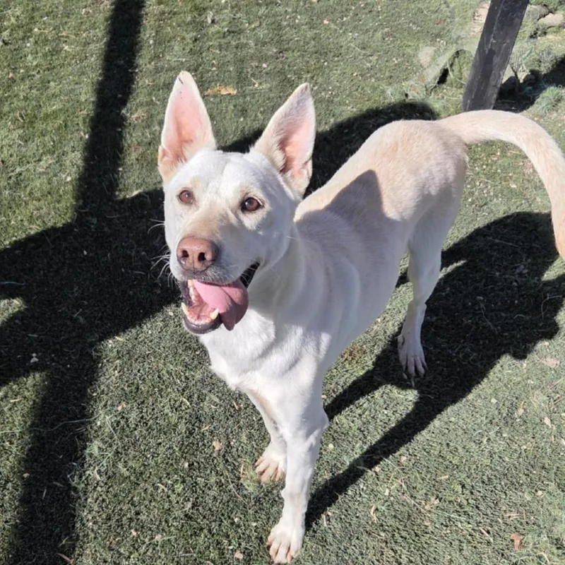 An adult medium-sized female White / Cream Husky dog named Princess JUM for adoption in Austin, TX