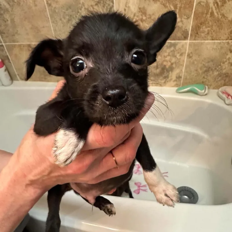 A baby small-sized male Black Mixed Breed dog named Vinegar for adoption in Fredericksburg, VA