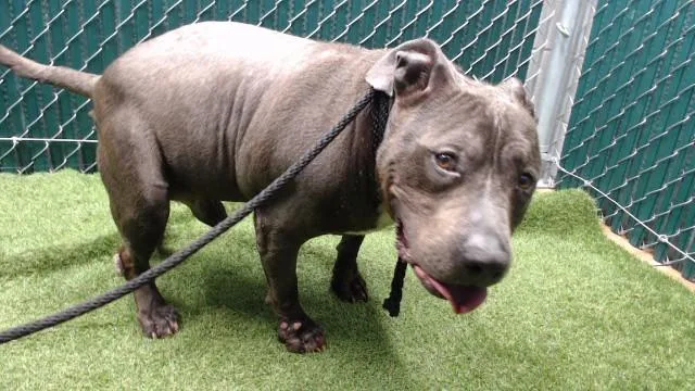 An adult medium-sized male Pit Bull Terrier dog named Mr. Hippo for adoption in Downey, CA