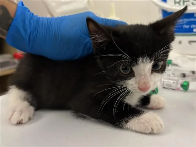 A baby small-sized male Domestic Short Hair cat named Jose for adoption in Woodland, CA