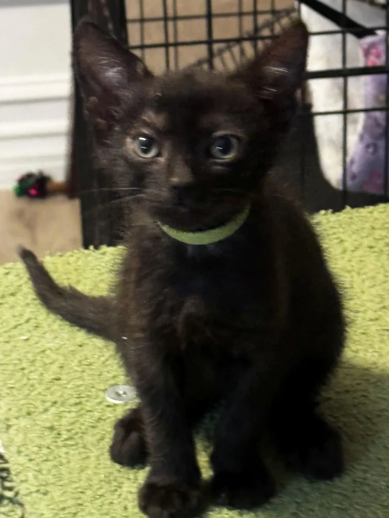 A baby medium-sized male Black Domestic Short Hair cat named Bandit for adoption in Seal Beach, CA