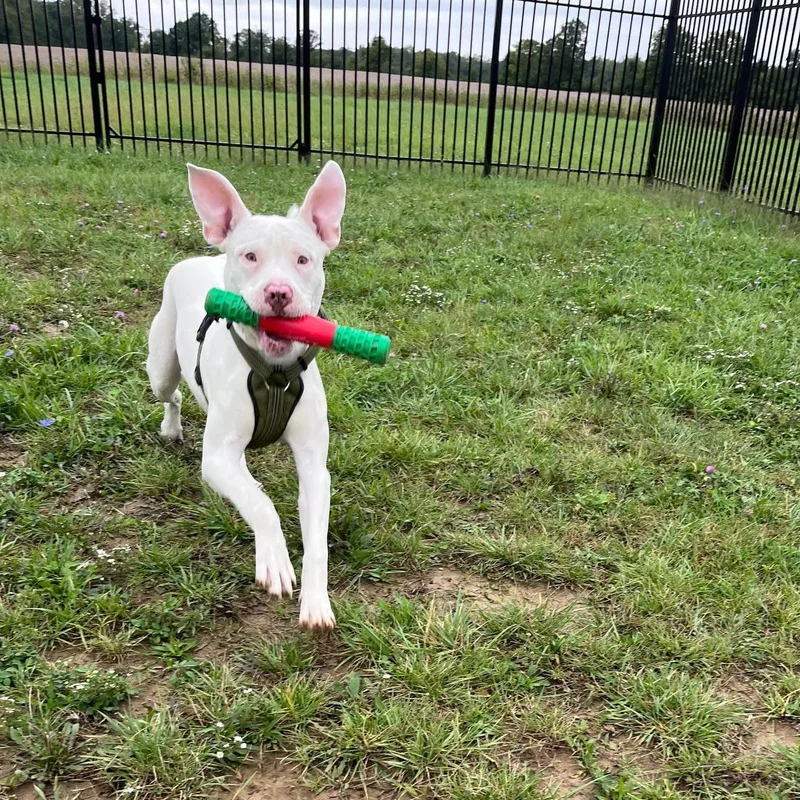 A young large-sized male Terrier dog named Ghost for adoption in West Jefferson, OH