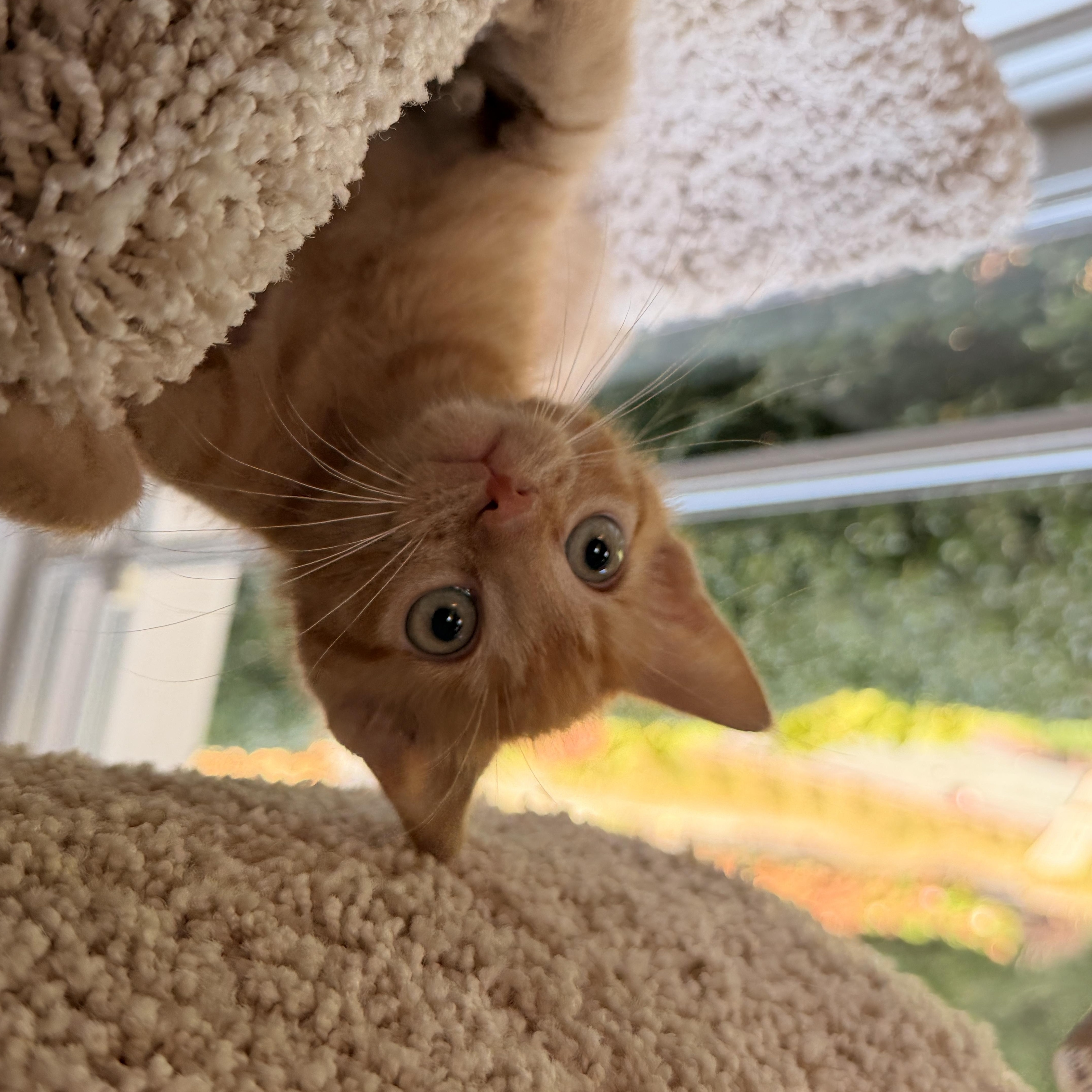 A baby small-sized male Domestic Short Hair cat named Lieutenant Dan for adoption in Thornwood, NY
