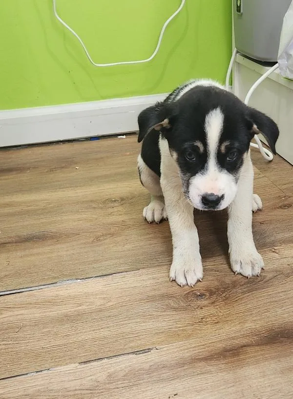 A baby small-sized male Siberian Husky dog named Toffee for adoption in Cleveland, TN