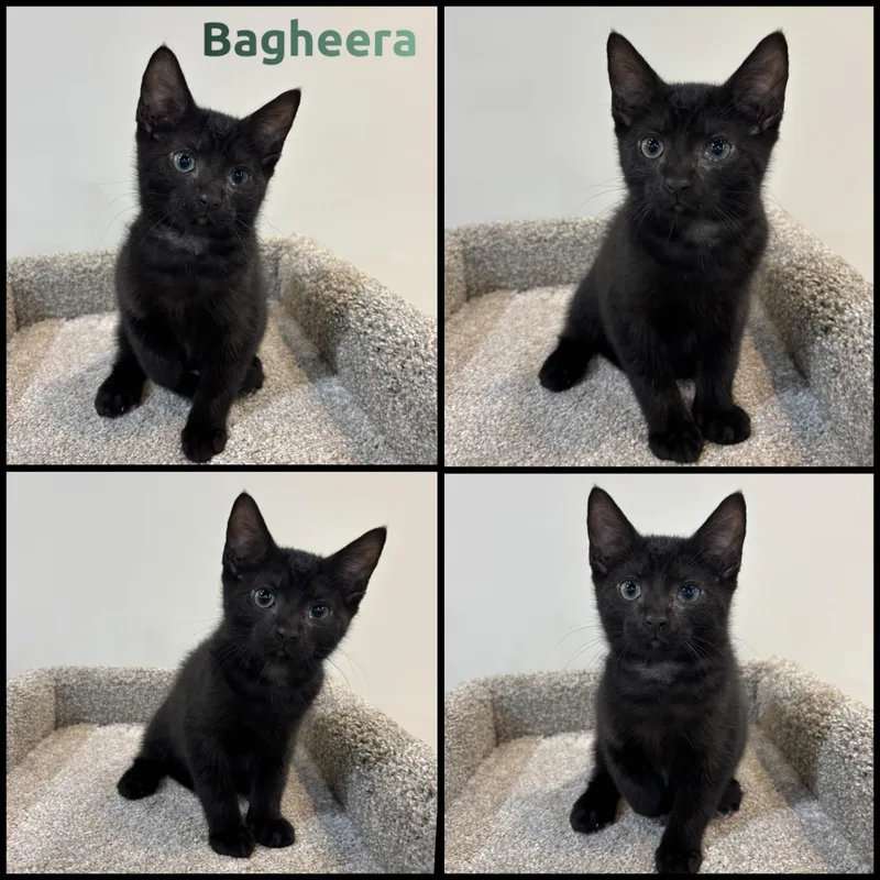 A baby small-sized male Black Domestic Short Hair cat named Bagheera for adoption in Louisville, KY