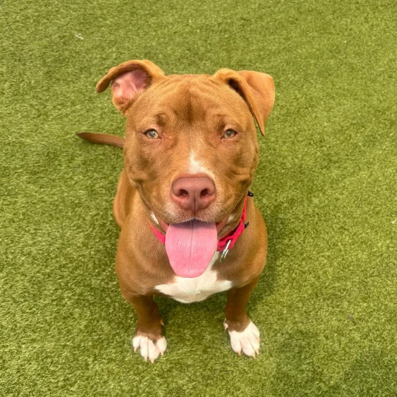 A young medium-sized female Yellow / Tan / Blond / Fawn Mixed Breed dog named Mary Kate for adoption in Titusville, FL