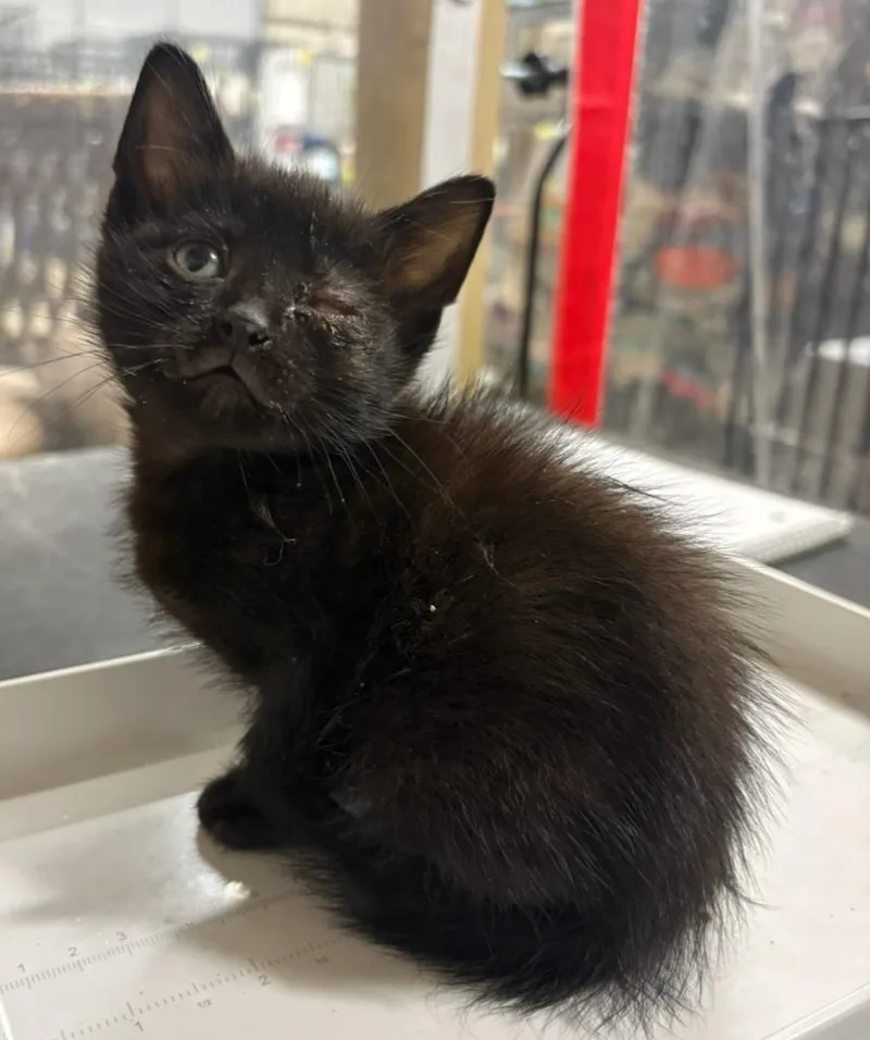 A baby small-sized male Domestic Short Hair cat named Jupiter for adoption in Corpus Christi, TX