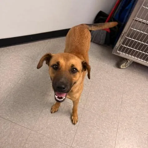 A young medium-sized female Brown / Chocolate Bloodhound dog named Dolly for adoption in Bastrop, TX