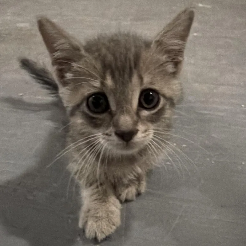 A baby small-sized female Gray / Blue / Silver Domestic Short Hair cat named Robin for adoption in Floresville, TX