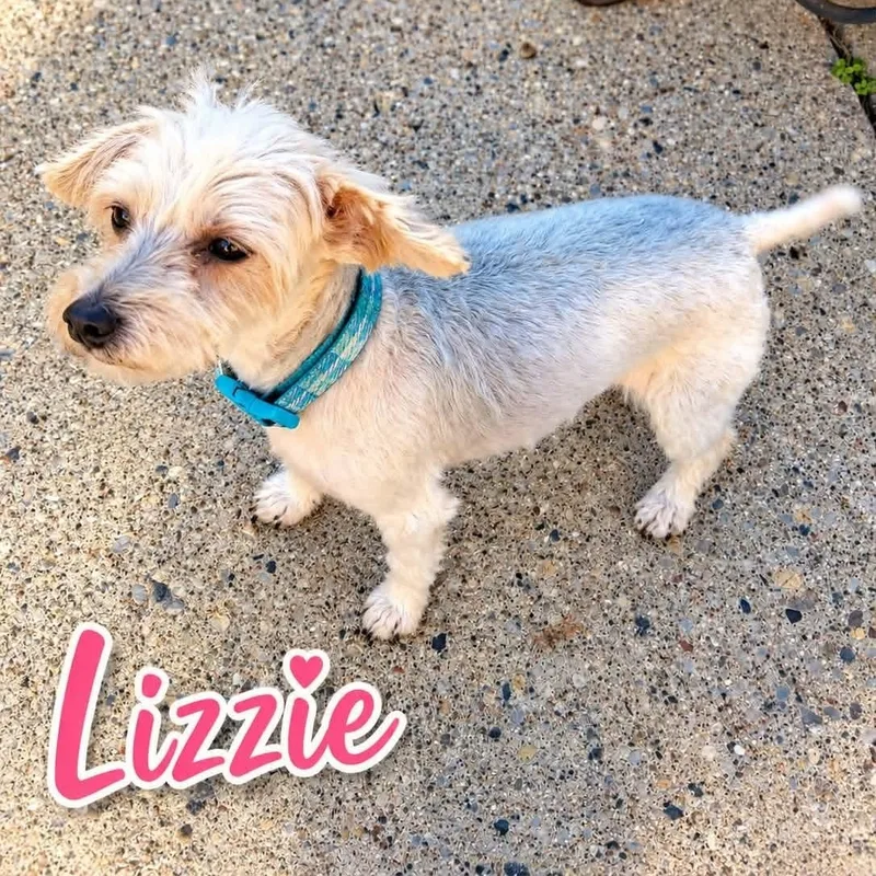 A senior small-sized female Yorkshire Terrier dog named Lizzie for adoption in Westland, MI