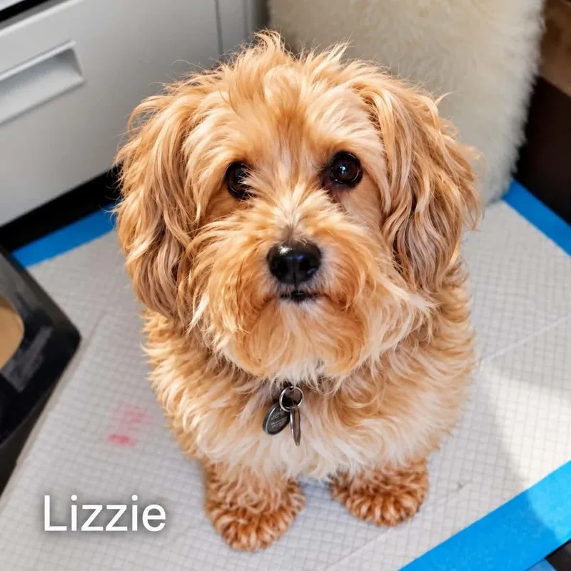 Lizzie thumbnail 2