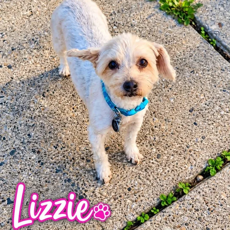 Lizzie thumbnail 5