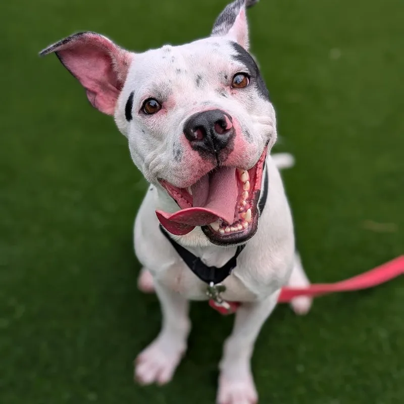 An adult medium-sized male Black Mixed Breed dog named Ojwang for adoption in Pittsburgh, PA