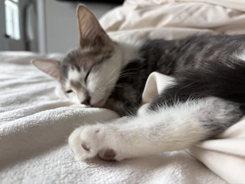 A young small-sized male Domestic Short Hair cat named Woody for adoption in Alpharetta, GA