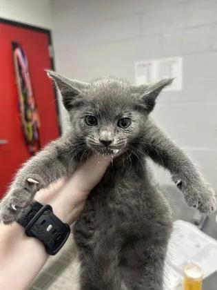 A baby small-sized female Domestic Short Hair cat named Bella for adoption in West Chester, PA
