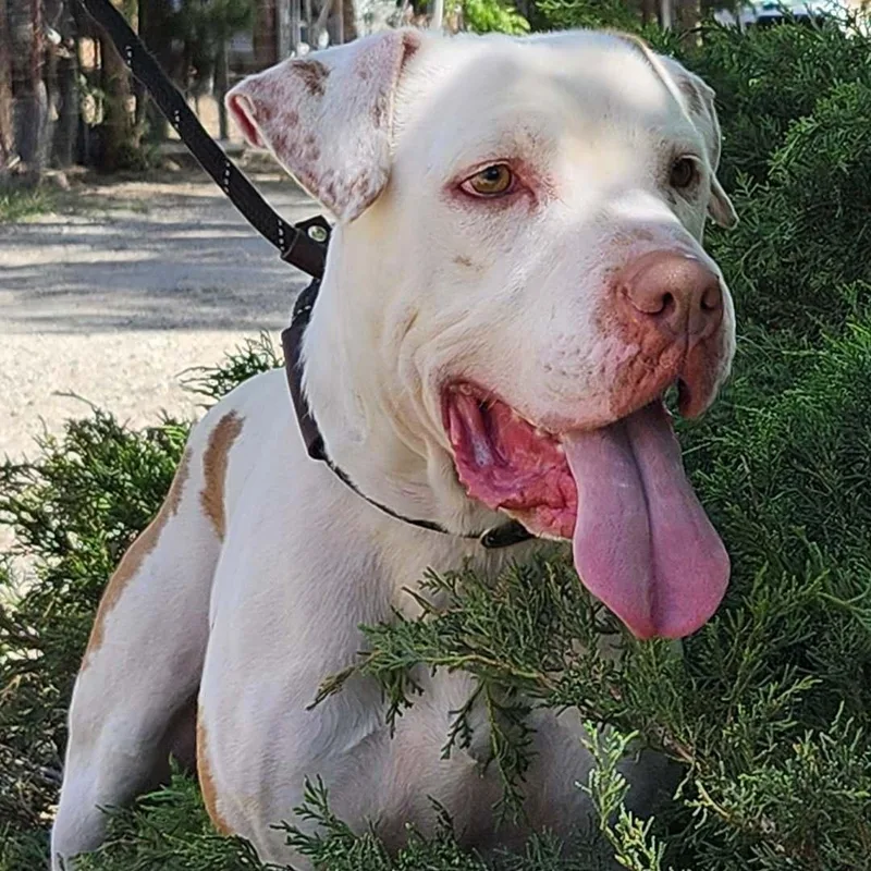 An adult medium-sized male White / Cream Pit Bull Terrier dog named Walter for adoption in Burbank, CA