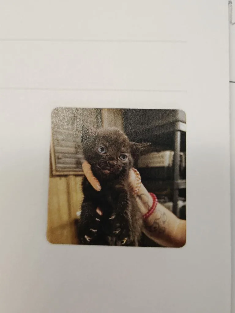 A baby small-sized female Domestic Short Hair cat named Etna for adoption in Republic, MO