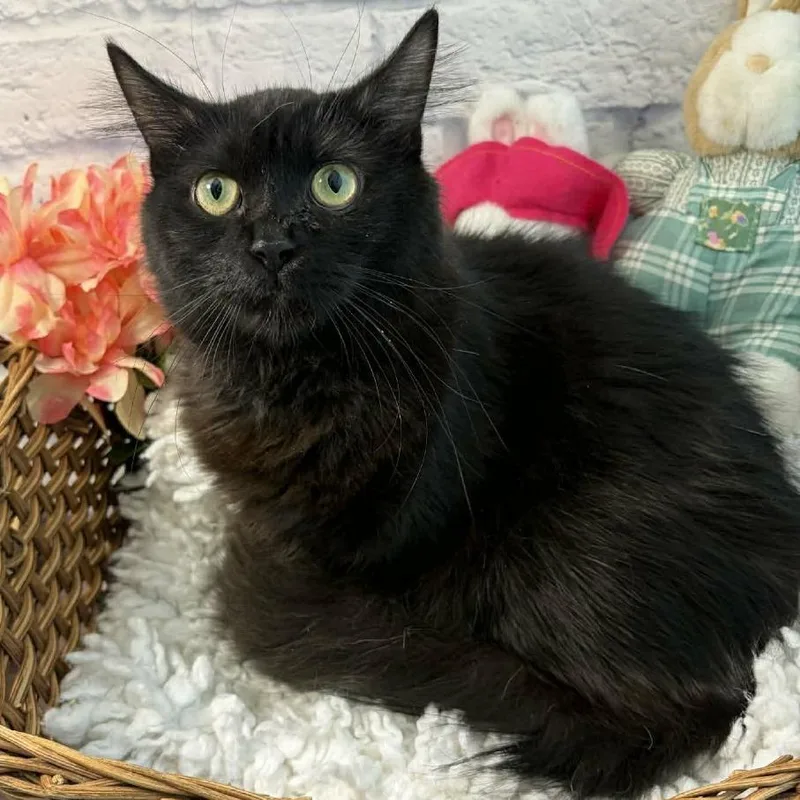 A young medium-sized female Black Domestic Medium Hair cat named Beauty for adoption in Harrisonburg, VA