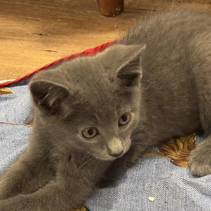 A baby medium-sized male Gray / Blue / Silver Domestic Short Hair cat named Walker for adoption in Johnson City, TN