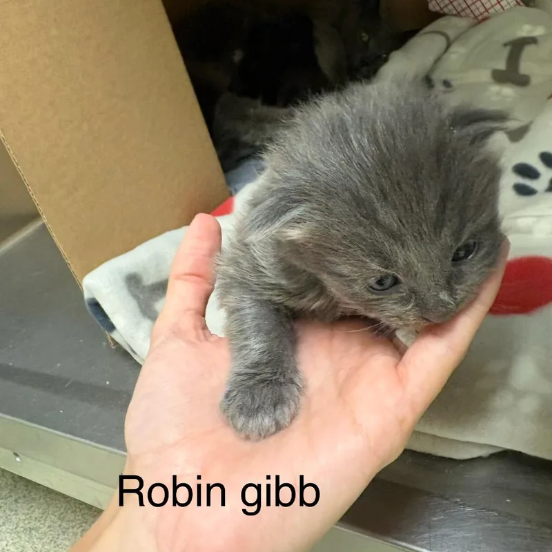 A baby small-sized male Gray / Blue / Silver Domestic Medium Hair cat named Robin Gibb for adoption in Windsor, VA