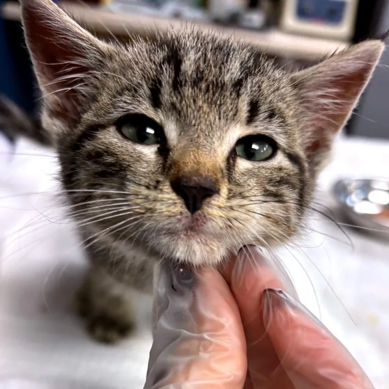 A baby small-sized male Brown / Chocolate Domestic Short Hair cat named Rikki Tikki for adoption in Newark, NJ