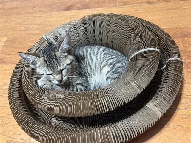 A baby small-sized male Domestic Short Hair cat named King Croissant for adoption in Sugar Land, TX