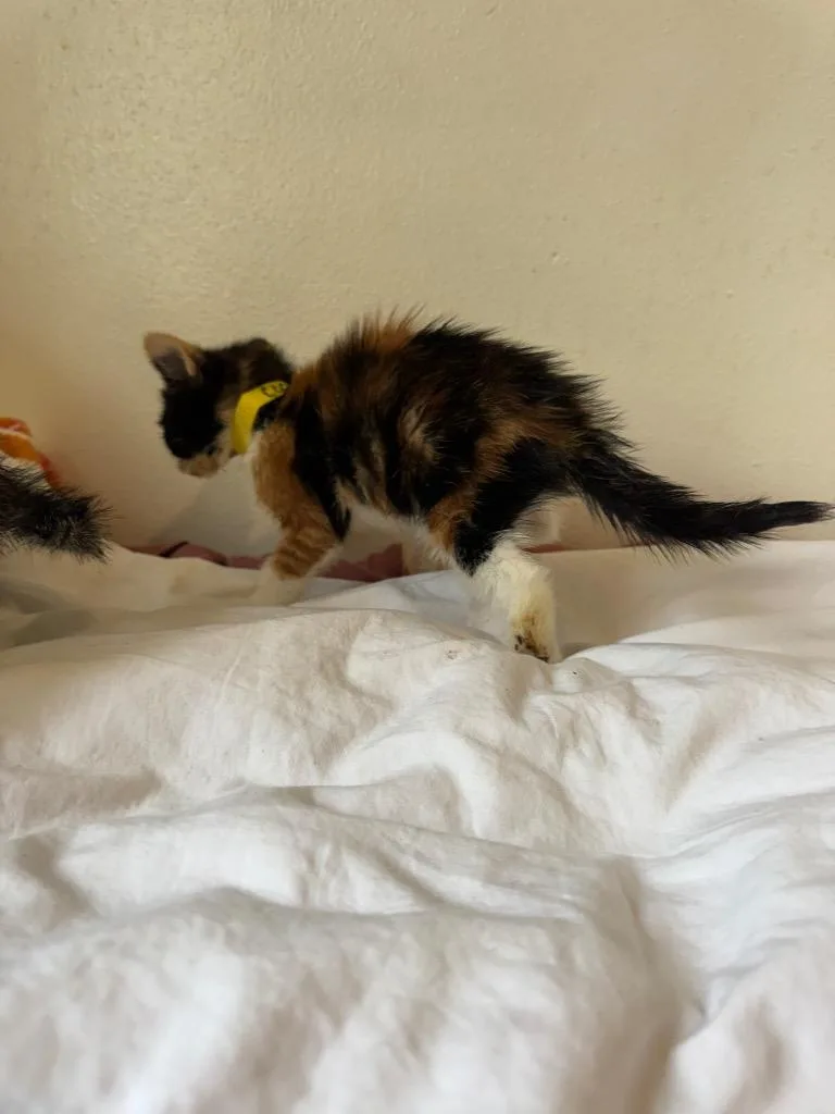 Snickerdoodle "cookie thumbnail 4