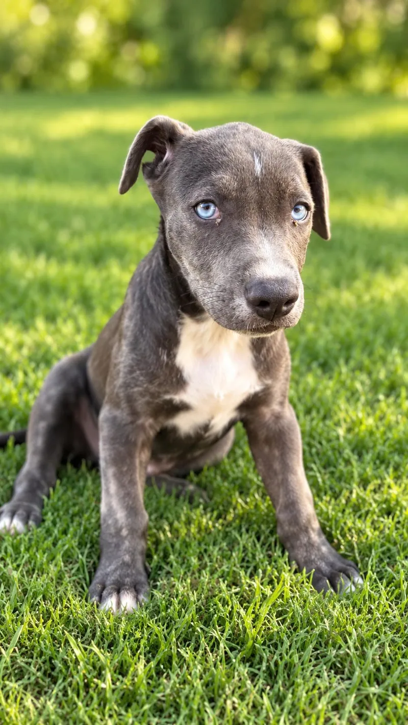 A baby medium-sized male American Staffordshire Terrier dog named Bruce for adoption in Houston, TX