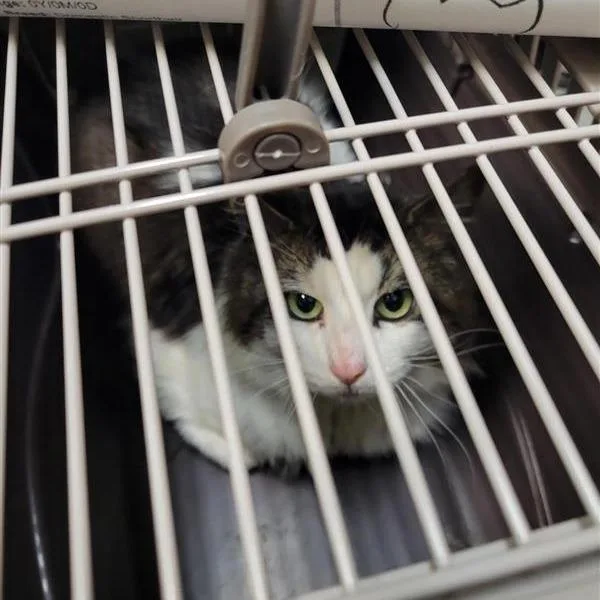 A young large-sized male Brown / Chocolate Domestic Long Hair cat named Working Cat Barry for adoption in Tacoma, WA