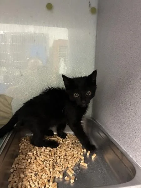 A baby small-sized male Domestic Short Hair cat named Simba for adoption in Salt Lake City, UT