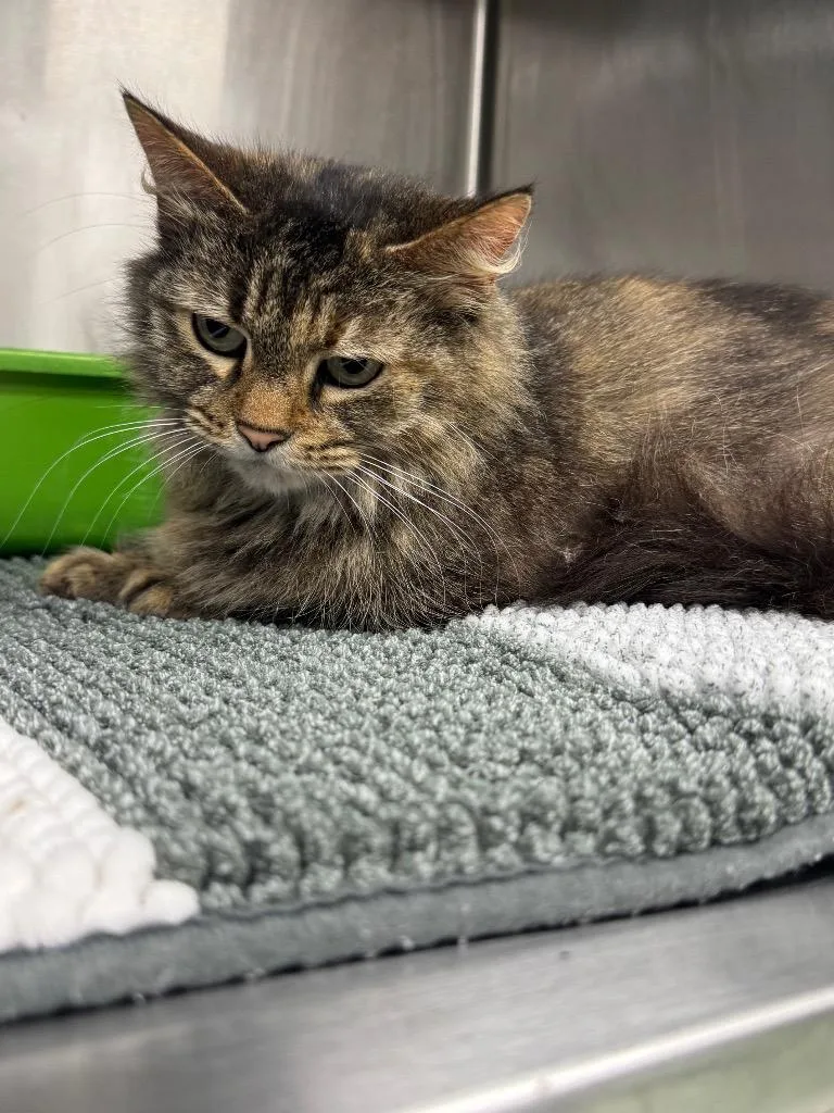 An adult medium-sized female Domestic Long Hair cat named Lucy for adoption in Danielsville, GA