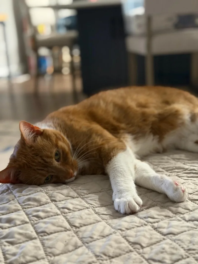 A senior small-sized male Orange & White Domestic Short Hair cat named Dylan for adoption in Oakhurst, NJ