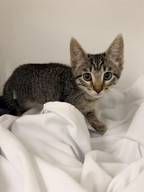 A baby small-sized female Domestic Short Hair cat named Mango for adoption in Ontario, CA