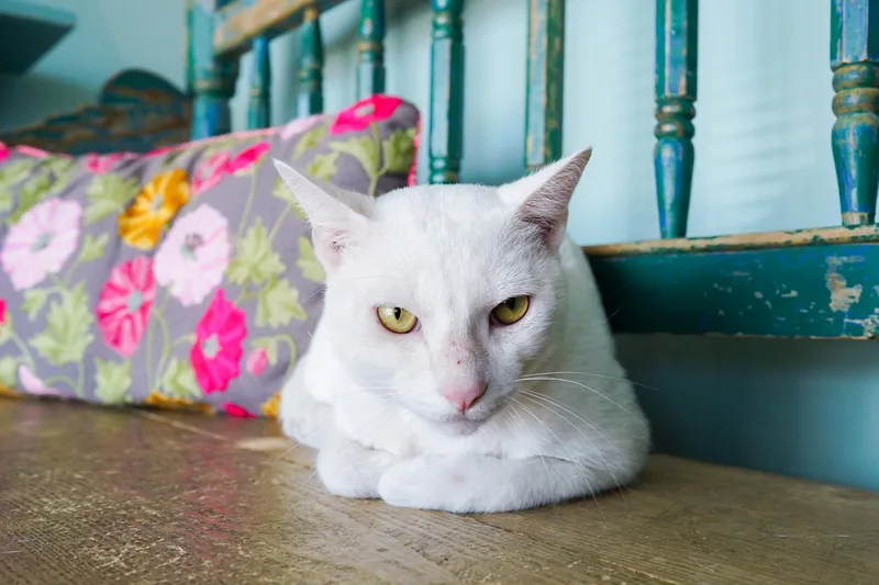 An adult medium-sized male White Domestic Short Hair cat named King George for adoption in San Antonio, TX
