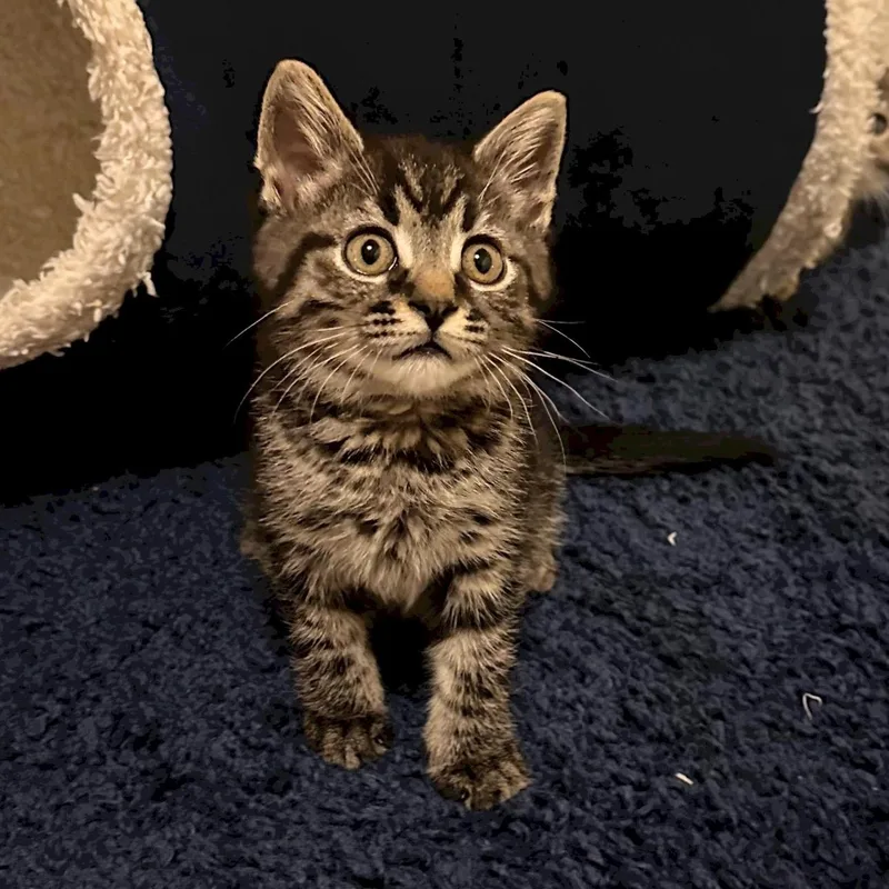 A baby small-sized male Domestic Short Hair cat named Sable for adoption in Reeseville, WI