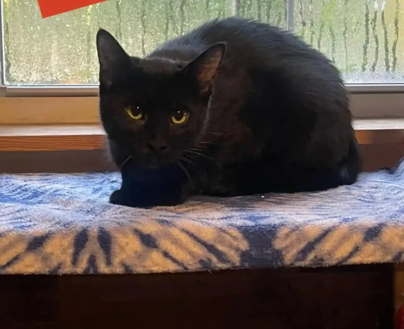 An adult medium-sized female Black Domestic Short Hair cat named Livvy for adoption in Loogootee, IN